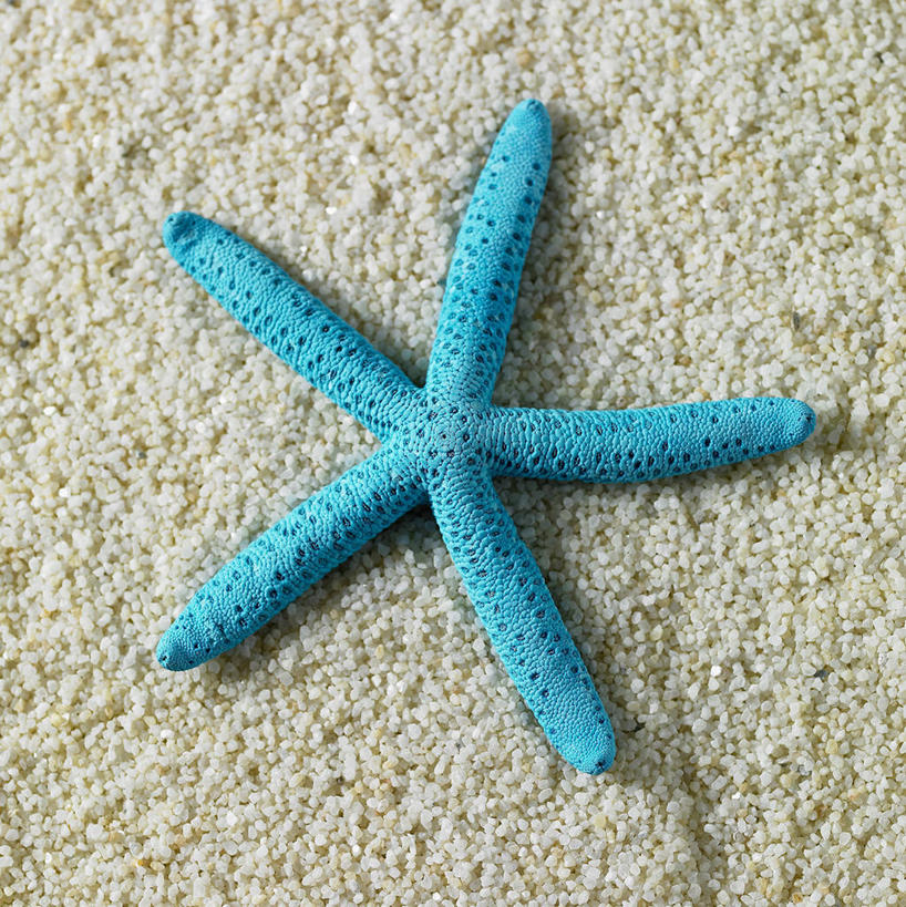 无人,竖图,俯视,室内,特写,白天,建材,建筑,哺乳动物,海星,野生动物,阴影,反射,材料,沙子,影子,沙,海洋生物,一只,动物,生物,可爱,建造,活泼,砂,矿产,水生动物,水生物,海底动物,蓝海星,蓝指海星,棘皮动物门,星鱼,彩图,高角度拍摄,全身