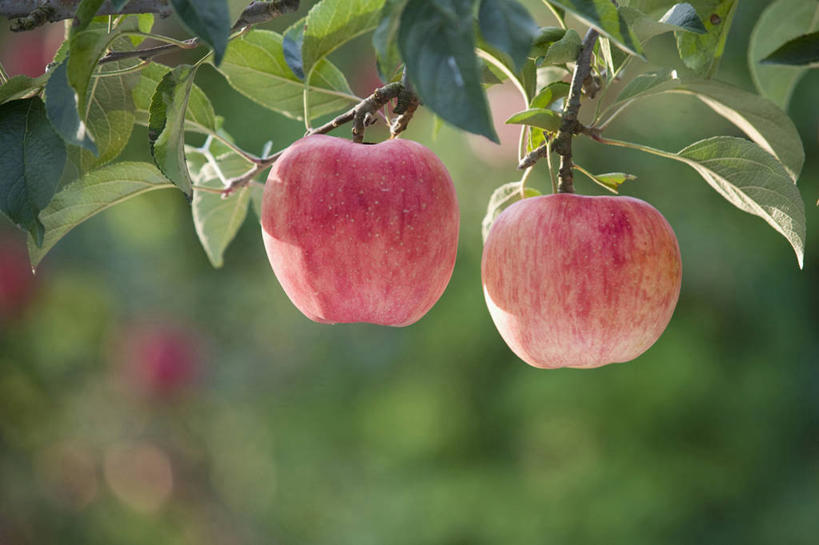 无人,横图,室外,特写,白天,正面,美景,植物,苹果,水果,许多,阴影,朦胧,模糊,新鲜,光线,影子,景观,生食,食品,果实,果树,很多,树,树木,食物,两个,绿色,阳光,自然,红苹果,景色,有机食品,绿色食品,生长,成长,自然风光,苹果树,麦金托什红苹果,彩图