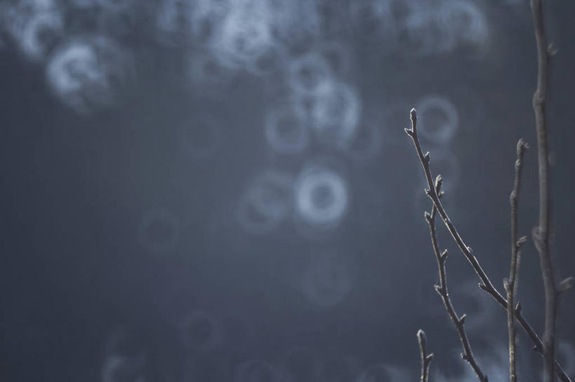 无人,横图,室外,特写,白天,正面,美景,雾,许多,朦胧,模糊,景观,枝条,很多,树枝,自然,景色,迷雾,自然风光,虬枝,枝杈,大雾,彩图