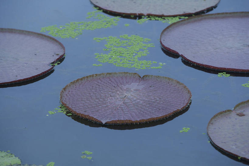 无人,横图,俯视,室外,白天,湖,湖泊,美景,水,植物,叶子,一排,许多,整齐,圆形,图形,纹理,圆,湖面,景观,水流,水面,荷叶,绿叶,浮萍,很多,几何,排列,绿色,自然,湖水,嫩叶,景色,生长,成长,队列,数学,自然风光,水生植物,肌理,莲叶,叶,叶片,叶脉,彩图,高角度拍摄,几何图形,平面图形,青萍