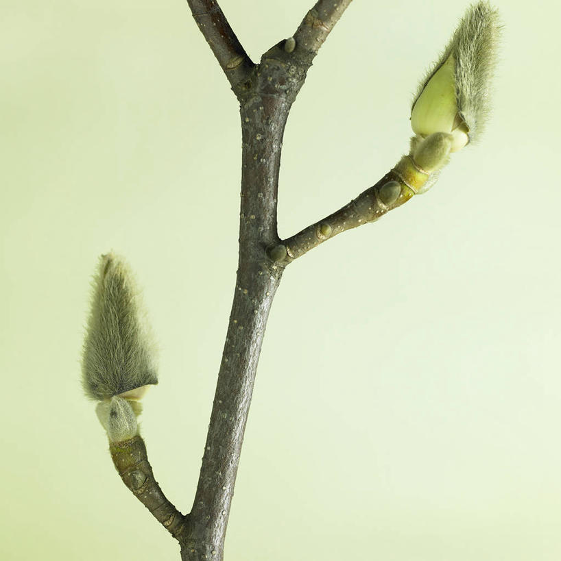 无人,竖图,室内,特写,白天,正面,植物,绿色背景,阴影,生气,反射,影子,枝条,幼苗,树枝,两个,绿色,自然,嫩芽,活力,一枝,摄影,朝气,影棚,生长,成长,生机,希望,新苗,虬枝,枝杈,彩图,影棚拍摄,拍摄