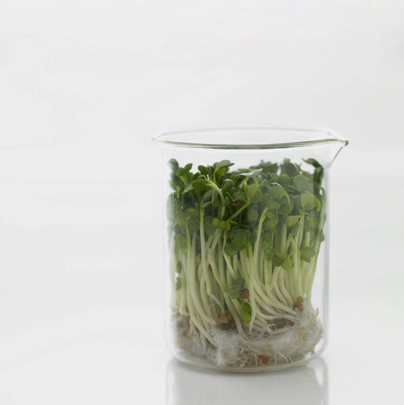 无人,竖图,室内,特写,白天,白色背景,实验,仪器,水,蔬菜,杯子,一排,许多,阴影,新鲜,研究,整齐,透明,反射,分析,化学,测试,液体,影子,豆芽,食品,很多,量杯,饮用水,绿豆芽,玻璃制品,食物,排列,一个,玻璃瓶,瓶子,矿泉水,器皿,摄影,有机食品,绿色食品,影棚,单个,队列,豆芽菜,计量,蒸馏水,芽苗菜,玻璃仪器,试验耗材,实验用品,玻璃杯,彩图,影棚拍摄,拍摄