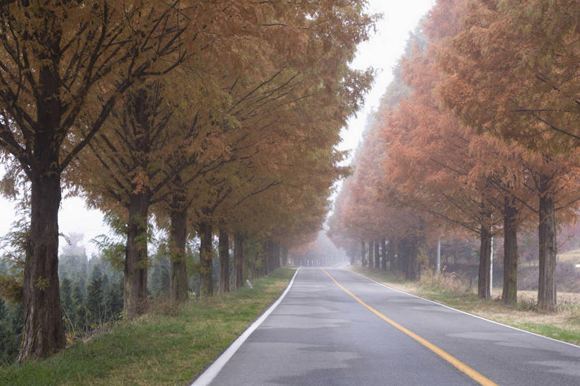 无人,横图,室外,白天,正面,消失点,草地,草坪,美景,植物,雾,道路,路,公路,一排,许多,阴影,朦胧,模糊,整齐,光线,影子,景观,分界线,柏油马路,停车线,交通,很多,草,树,树木,排列,绿色,阳光,自然,景色,生长,成长,车行道,车行道分界线,柏油路,迷雾,队列,自然风光,标线,车行线,大雾,马路,彩图,没影点,灭点