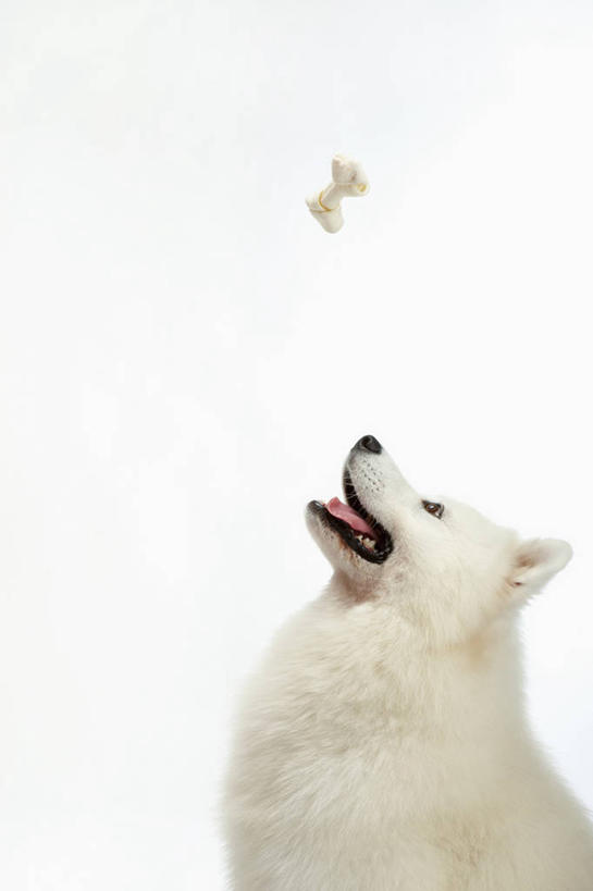 骨骼,无人,坐,竖图,室内,特写,白天,白色背景,正面,宠物,狗,野生动物,一根,阴影,反射,影子,骨头,注视,一只,白色,动物,观察,看,张嘴,可爱,摄影,活泼,影棚,观看,察看,关注,张大嘴巴,萨摩耶,忠诚,萨摩,萨摩耶德犬,萨摩耶犬,张开嘴,犬,抬头,仰头,坐着,半身,彩图,影棚拍摄,拍摄