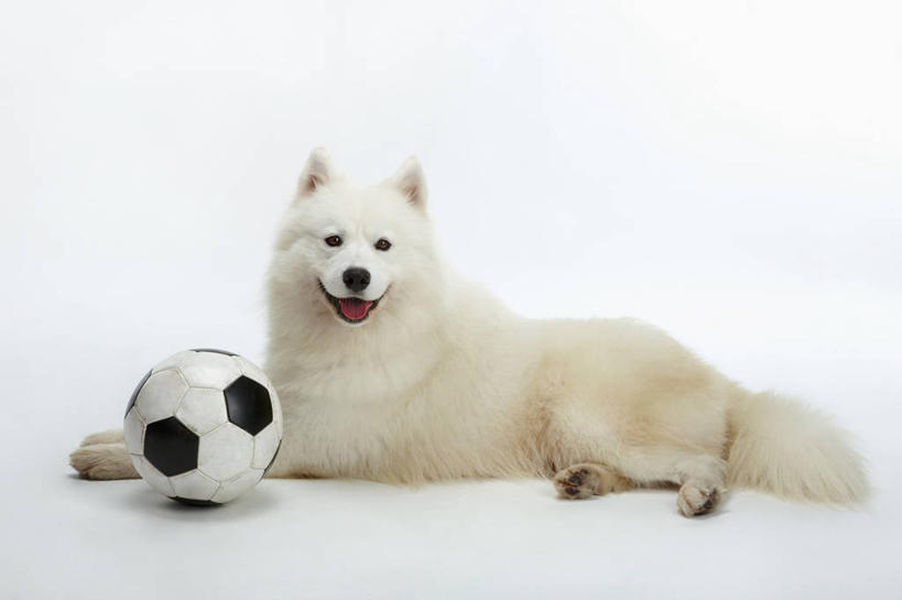 无人,横图,室内,白天,白色背景,侧面,足球,宠物,狗,足球装备,注视,运动器械,一个,一只,白色,黑色,动物,观察,看,趴着,健身器械,可爱,摄影,影棚,单个,观看,察看,关注,健身器材,萨摩耶,忠诚,蹴鞠,萨摩,萨摩耶德犬,萨摩耶犬,足球运动,犬,趴,彩图,全身,影棚拍摄,拍摄,运动器材