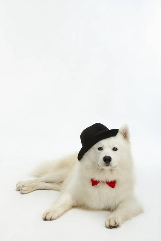 无人,竖图,室内,白天,白色背景,正面,宠物,狗,帽子,领结,注视,礼帽,一只,动物,观察,看,趴着,可爱,摄影,影棚,观看,察看,象征,庄重,关注,身份,萨摩耶,忠诚,正式,地位,萨摩,萨摩耶德犬,萨摩耶犬,犬,趴,彩图,全身,影棚拍摄,拍摄