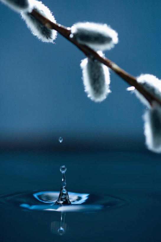 无人,竖图,室外,特写,白天,正面,自由,水,植物,飞溅,生气,朦胧,模糊,溅,液体,水滴,猫柳,幼苗,水珠,绿色,自然,嫩芽,活力,朝气,生长,成长,生机,希望,生命,喷洒,银芽柳,棉花柳,银柳,新苗,彩图,褪色柳