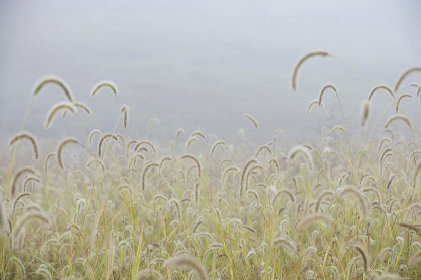 无人,横图,室外,白天,正面,旅游,度假,美景,植物,阴影,光线,影子,景观,娱乐,狗尾巴草,阳光,自然,享受,休闲,狗尾草,景色,放松,生长,成长,自然风光,绿狗尾草,谷莠子,彩图,毛毛草,宿田翁