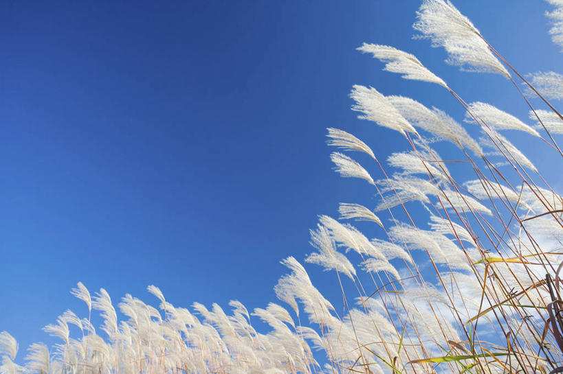 无人,横图,室外,白天,仰视,美景,芦苇,阴影,光线,影子,景观,蓝色,蓝天,天空,阳光,自然,天,景色,晴朗,自然风光,万里无云,芦芛,芦,苇,晴空,晴空万里,彩图,低角度拍摄