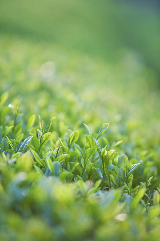 无人,竖图,室外,特写,白天,正面,幸福,草地,草坪,美景,植物,茶,阴影,朦胧,模糊,光线,影子,景观,茶叶,娱乐,茶园,草,绿色,阳光,自然,享受,休闲,温馨,景色,放松,乐趣,提神,舒适,自然风光,醒脑,茶场,彩图
