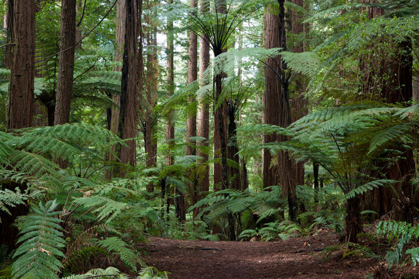 无人,横图,室外,白天,正面,旅游,度假,草地,草坪,美景,树林,植物,新西兰,阴影,光线,影子,景观,泥土,土壤,娱乐,草,树,树木,绿色,阳光,自然,享受,休闲,景色,放松,生长,成长,自然风光,大洋洲,纽西兰,长白云之乡,新西兰北岛,罗托鲁阿,罗托鲁瓦,彩图