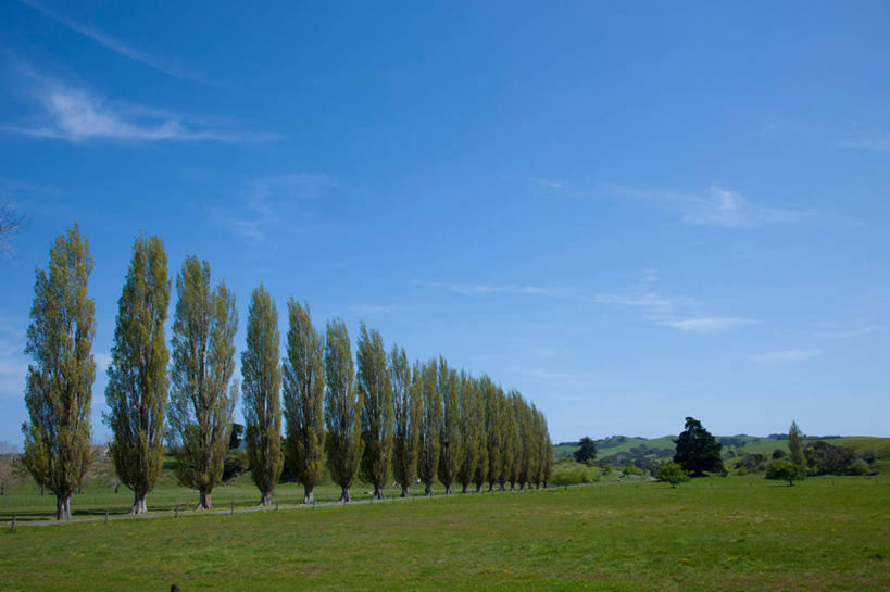 无人,横图,室外,白天,正面,旅游,度假,草地,草坪,美景,植物,阴影,光线,影子,景观,云,云朵,云彩,娱乐,草,树,树木,蓝色,绿色,白云,蓝天,天空,阳光,自然,天,享受,休闲,景色,放松,生长,晴朗,成长,杨树,自然风光,银白杨,晴空,彩图
