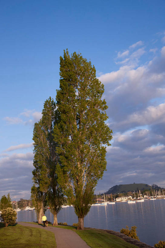 帆船,西方人,一个人,码头,坐,竖图,室外,白天,旅游,度假,草地,草坪,海浪,海洋,美景,日落,植物,港口,船,欧洲,欧洲人,仅一个男性,仅一个人,一排,许多,行人,游客,游人,服装,整齐,并列,并排,景观,浪花,晚霞,霞光,落日,很多,休闲装,娱乐,路人,旅客,草,树,树木,排列,仅一个年轻男性,背面,衣服,绿色,自然,海水,黄昏,交通工具,享受,休闲,休闲服,景色,彩霞,放松,服饰,军港,生长,成长,队列,自然风光,载具,平行,海景,夕照,薄暮,过客,男人,男性,年轻男性,白种人,大海,风浪,海,海水的波动,近岸浪,涌浪,夕阳,坐着,彩图,全身,傍晚,摆渡口,埠头,渡口,渡头,港湾,海港,口岸,商港,斜阳