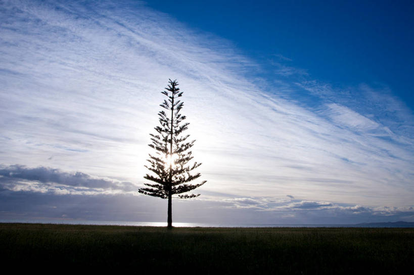 无人,横图,室外,白天,仰视,草地,草坪,美景,植物,阴影,光线,影子,景观,云,云朵,背光,云彩,草,树,树木,蓝色,绿色,白云,蓝天,天空,阳光,自然,天,景色,生长,晴朗,成长,自然风光,逆光,常绿树,晴空,针叶树,彩图,低角度拍摄,软材