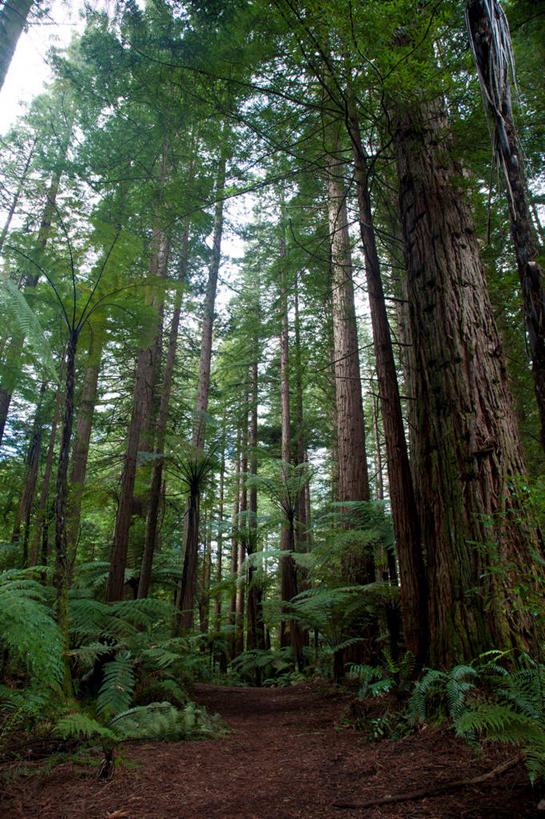 无人,竖图,室外,白天,仰视,旅游,度假,草地,草坪,美景,树林,植物,新西兰,阴影,光线,影子,景观,泥土,土壤,娱乐,草,树,树木,绿色,天空,阳光,自然,天,享受,休闲,景色,放松,生长,成长,自然风光,大洋洲,纽西兰,长白云之乡,新西兰北岛,罗托鲁阿,罗托鲁瓦,彩图,低角度拍摄