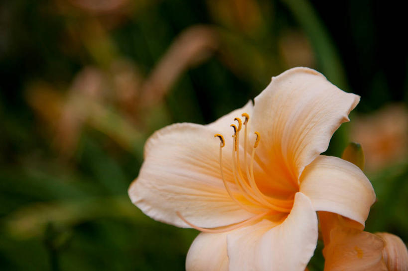 无人,横图,室外,特写,白天,正面,幸福,草地,草坪,美景,植物,阴影,朦胧,模糊,盛开,光线,影子,景观,花蕾,草,花,花瓣,花朵,鲜花,一朵,粉色,绿色,阳光,自然,花苞,花蕊,景色,自然风光,善良,侥幸,宽厚,橘花,荣幸,软弱,幸运,彩图