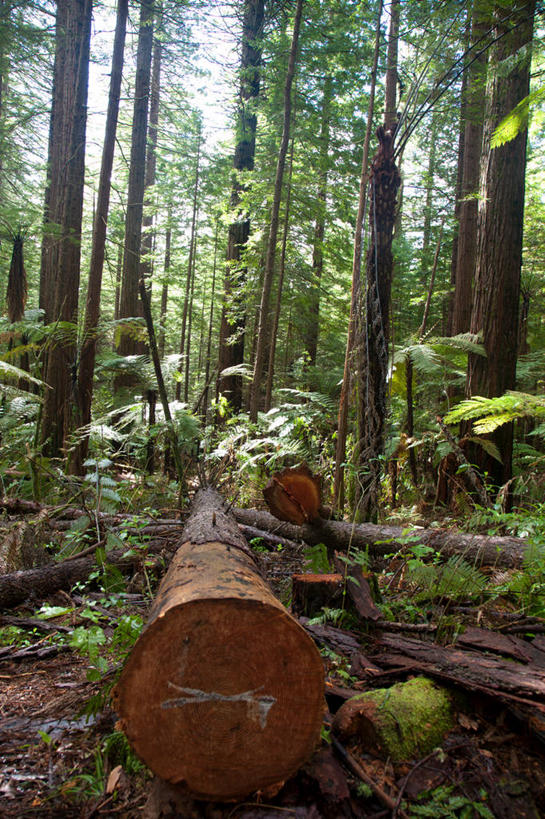无人,竖图,室外,白天,正面,旅游,度假,草地,草坪,美景,树林,植物,新西兰,阴影,光线,影子,景观,娱乐,草,树,树木,绿色,阳光,自然,享受,休闲,景色,放松,生长,成长,自然风光,大洋洲,纽西兰,长白云之乡,新西兰北岛,罗托鲁阿,罗托鲁瓦,彩图