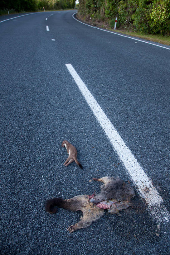 无人,竖图,俯视,室外,白天,草地,草坪,植物,道路,路,公路,阴影,曲折,弯曲,光线,影子,分界线,停车线,交通,草,树,树木,绿色,阳光,自然,蜿蜒,生长,成长,尸体,车行道,车行道分界线,标线,车行线,尸身,遗体,马路,彩图,高角度拍摄,尸首