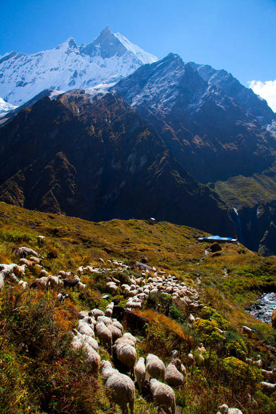 无人,站,竖图,俯视,室外,白天,旅游,度假,美景,山,雪,雪山,植物,大雪,野生动物,羊,尼泊尔,亚洲,许多,阴影,枯萎,光线,影子,冰,积雪,景观,山峰,雪景,冬季,冬天,枯草,山峦,很多,娱乐,草,黄色,蓝色,蓝天,天空,阳光,自然,动物,天,站着,享受,休闲,景色,放松,寒冷,可爱,活泼,晴朗,冰冷,自然风光,南亚,万里无云,安纳普尔纳峰,尼泊尔王国,严寒,冰凉,酷寒,凛冽,凛凛,极冷,库塘峰,晴空,晴空万里,山羊,站立,半身,彩图,高角度拍摄,鱼尾峰