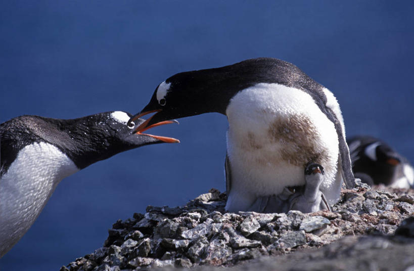 无人,横图,室外,白天,海鸟,企鹅,野生动物,羽毛,鸟类,捕食,白色,黑色,自然,动物,打开,颜色,摄影,水禽,开启,打斗,南极洲,喙,巴布亚企鹅,南设得兰群岛,岩石,争论,彩图,脊椎动物亚门