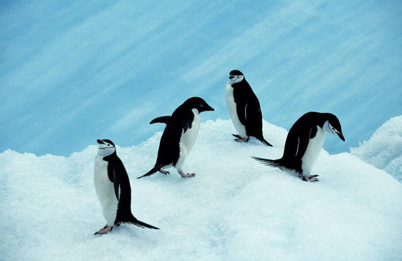 无人,站,横图,室外,白天,留白,旅游,北极,南极,雪,哺乳动物,海鸟,企鹅,野生动物,羽毛,鸟类,捕食,冰,岛,下雪,白色,黑色,自然,动物,地标建筑,寒冷,可爱,颜色,摄影,活泼,宁静,环境,早晨,帽带企鹅,南极洲,胡须企鹅,颊带企鹅,南奥克尼群岛,彩图,旅行,脊椎动物亚门