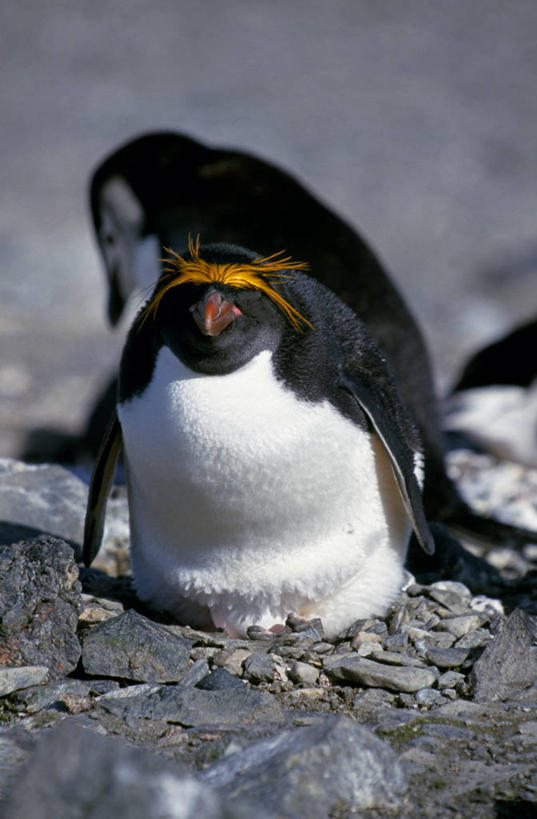 无人,竖图,哺乳动物,企鹅,野生动物,一群,许多,鸟类,很多,自然,动物,摄影,幽默,考古学,南极洲,南设得兰群岛,彩图