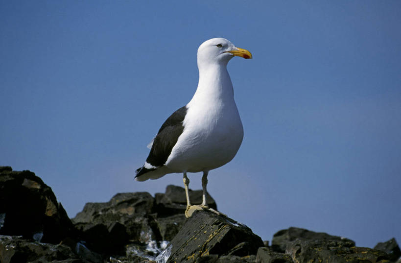 无人,横图,哺乳动物,海鸟,海鸥,鸟,野生动物,鸟类,自然,动物,摄影,考古学,南极洲,南设得兰群岛,彩图