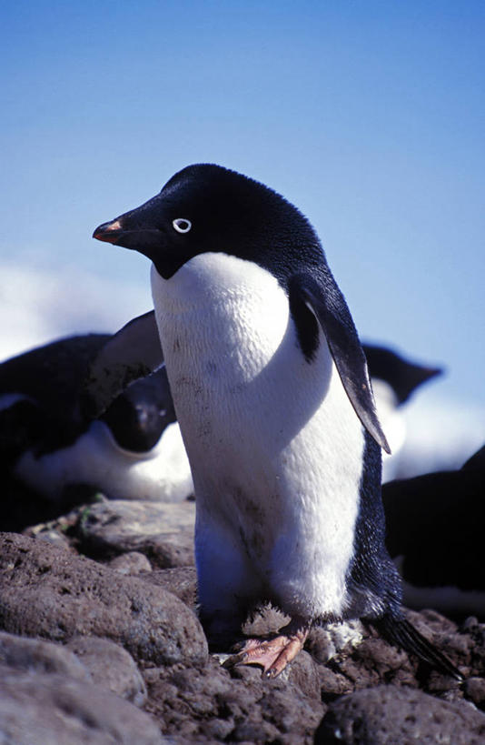 横图,室外,旅游,度假,探险,雪,乘客,行人,游客,游人,冰,冬天,路人,旅客,白色,看,寒冷,探索,摄影,观看,明亮,南极洲,南极半岛,过客,彩图,格雷厄姆岛