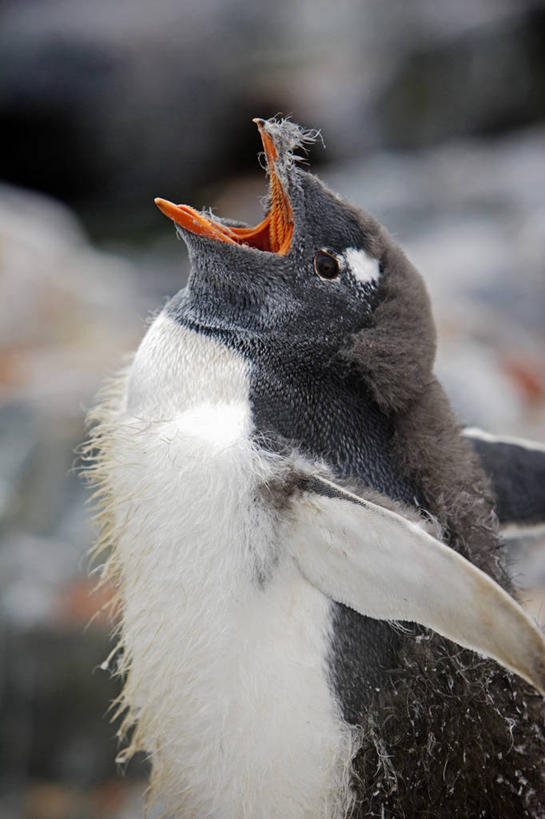 无人,竖图,室外,海洋,海鸟,企鹅,羽毛,鸟类,小鸟,自然,动物,摄影,气象,气候,南极洲,蜕皮,喙,巴布亚企鹅,南极半岛,磷虾,彩图,海港,西南极洲,半岛,人老心不老