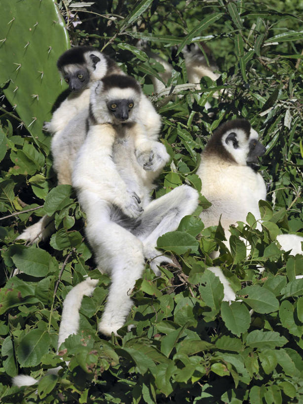 无人,跳,竖图,室外,森林,哺乳动物,猴,野生动物,猴子,非洲,马达加斯加,树,自然,动物,可爱,摄影,活泼,考古学,国家公园,狐猴,灵长目,阿非利加洲,野生动物保护区,马达加斯加共和国,自然保护区,濒危物种,彩图,舞蹈,雨林