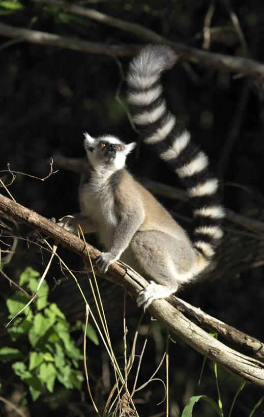 无人,竖图,室外,森林,哺乳动物,野生动物,猴子,非洲,马达加斯加,条纹,尾巴,树,自然,动物,戒指,摄影,考古学,国家公园,狐猴,灵长目,环尾狐猴,野生动物保护区,自然保护区,濒危物种,彩图,弱点