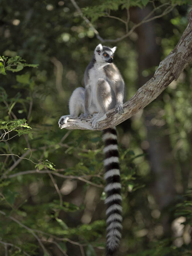 无人,竖图,室外,森林,哺乳动物,野生动物,猴子,非洲,马达加斯加,条纹,尾巴,树,自然,动物,戒指,摄影,考古学,国家公园,狐猴,灵长目,环尾狐猴,野生动物保护区,自然保护区,濒危物种,彩图,弱点