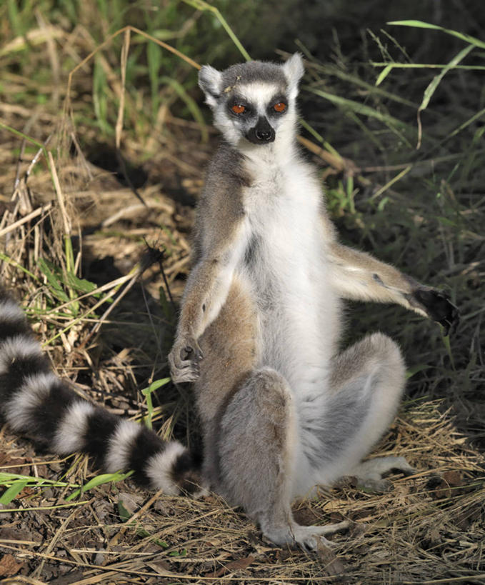 无人,竖图,室外,森林,哺乳动物,野生动物,猴子,非洲,马达加斯加,条纹,尾巴,树,自然,动物,戒指,摄影,考古学,国家公园,狐猴,灵长目,环尾狐猴,野生动物保护区,自然保护区,濒危物种,彩图,弱点