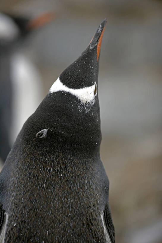 无人,吃,竖图,室外,海洋,海鸟,企鹅,野生动物,羽毛,鸟类,海岸线,小鸟,自然,动物,摄影,气象,气候,南极洲,喙,巴布亚企鹅,南极半岛,南设得兰群岛,喂养,磷虾,海滩,彩图,西南极洲,半岛,人老心不老,南冰洋