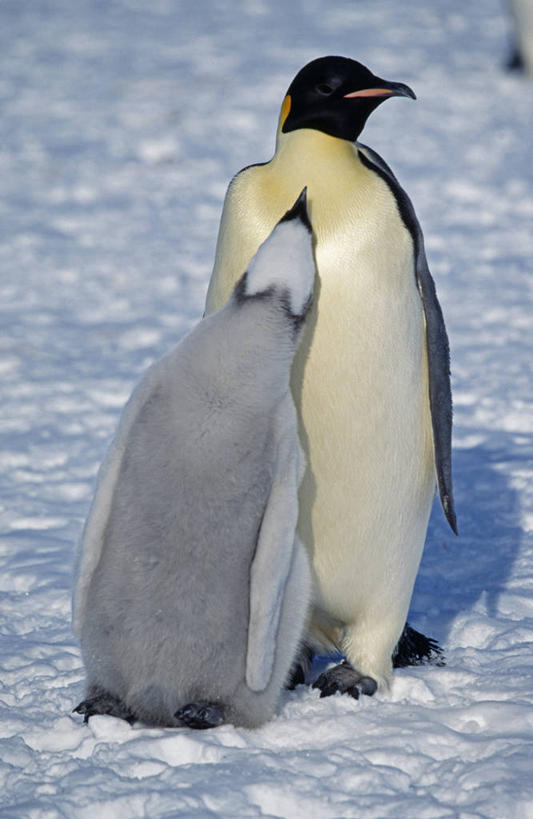 婴儿,无人,竖图,室外,南极,雪,哺乳动物,企鹅,野生动物,羽毛,鸟类,冰,小鸟,动物,摄影,保护,南极洲,饥饿,喂养,皇企鹅,威德尔海,彩图,南冰洋,饿