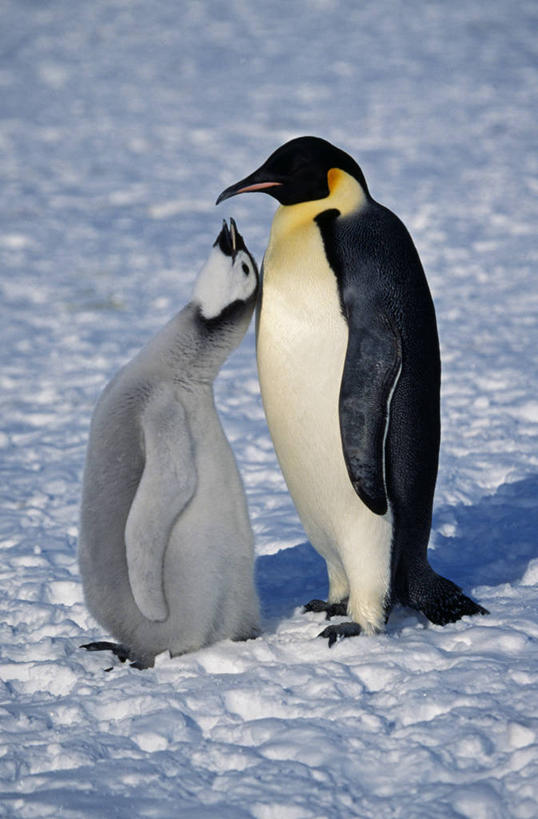 婴儿,无人,竖图,室外,南极,雪,哺乳动物,企鹅,野生动物,羽毛,鸟类,冰,小鸟,动物,摄影,保护,南极洲,饥饿,喂养,皇企鹅,威德尔海,彩图,南冰洋,饿