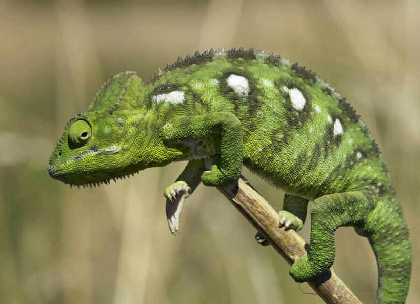 无人,横图,彩色,室外,森林,变色龙,野生动物,蜥蜴,非洲,马达加斯加,枝,绿色,自然,动物,摄影,五颜六色,色彩斑斓,考古学,五彩缤纷,伪装,五彩斑斓,豹纹变色龙,五光十色,彩图,雨林