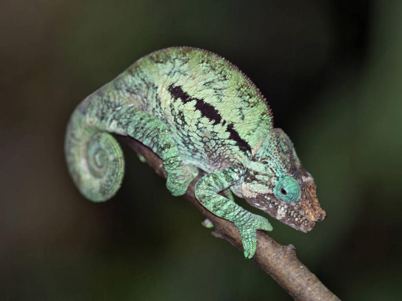 无人,横图,彩色,室外,森林,变色龙,野生动物,蜥蜴,非洲,马达加斯加,枝,绿色,自然,动物,摄影,五颜六色,色彩斑斓,考古学,五彩缤纷,伪装,五彩斑斓,豹纹变色龙,五光十色,彩图,雨林