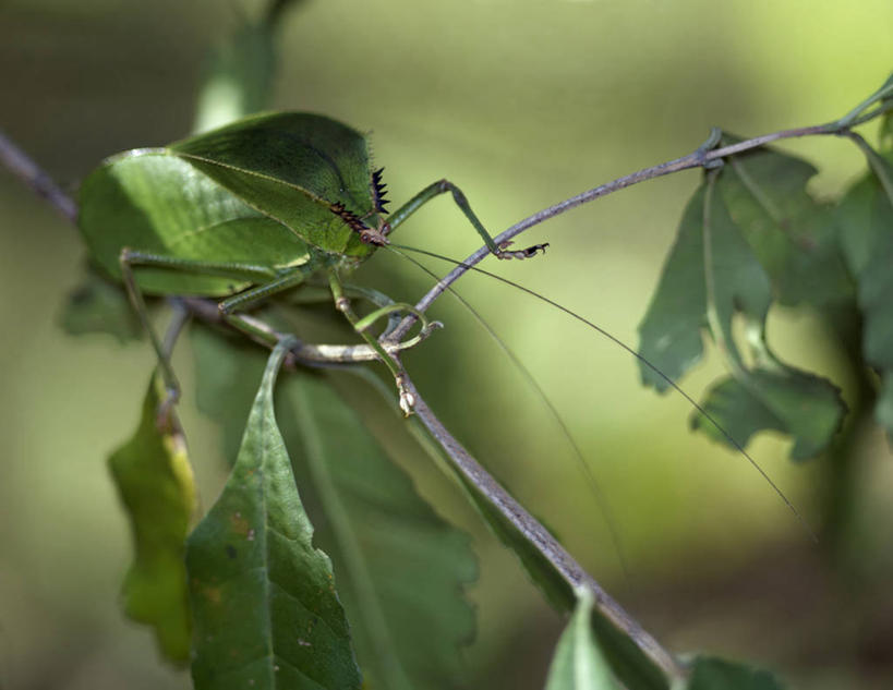无人,竖图,野生动物,非洲,马达加斯加,螃蟹,昆虫,蜘蛛,蜘蛛网,无脊椎动物,红色,自然,摄影,考古学,伪装,彩图