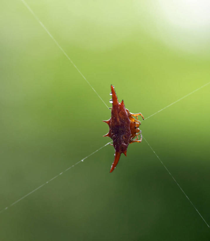 无人,竖图,野生动物,非洲,马达加斯加,螃蟹,昆虫,蜘蛛,蜘蛛网,无脊椎动物,红色,自然,摄影,考古学,伪装,彩图