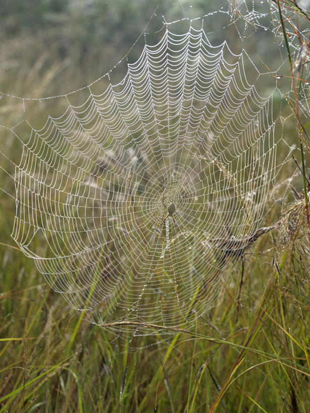 无人,竖图,野生动物,非洲,马达加斯加,昆虫,蜘蛛,蜘蛛网,无脊椎动物,自然,摄影,考古学,伪装,织女,式样,彩图,美人