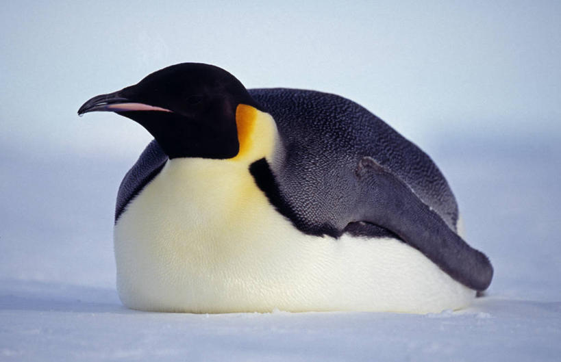 无人,横图,室外,南极,雪,哺乳动物,企鹅,野生动物,羽毛,鸟类,冰,架子,动物,摄影,南极洲,皇企鹅,威德尔海,彩图,南冰洋