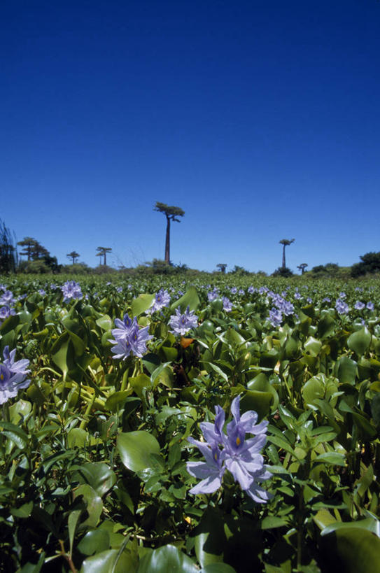 无人,横图,非洲,马里,符号,历史,摄影,宗教,彩图,传统文化,联合国教科文组织