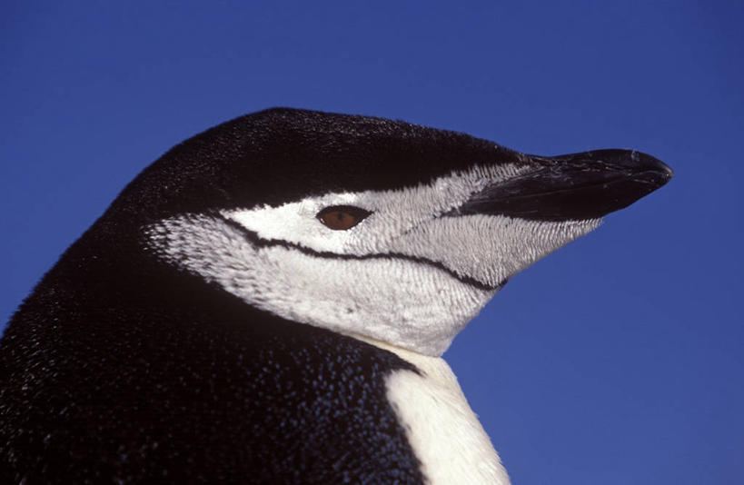 成年人,无人,横图,哺乳动物,企鹅,野生动物,自然,动物,寒冷,可爱,摄影,活泼,考古学,气候,帽带企鹅,南极洲,南设得兰群岛,胡须企鹅,颊带企鹅,彩图