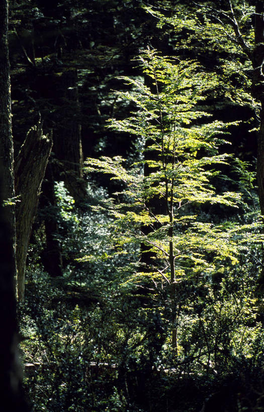 无人,竖图,室外,森林,野生动物,阿根廷,地面,树,自然,南美,摄影,空地,山毛榉树,火地群岛,彩图