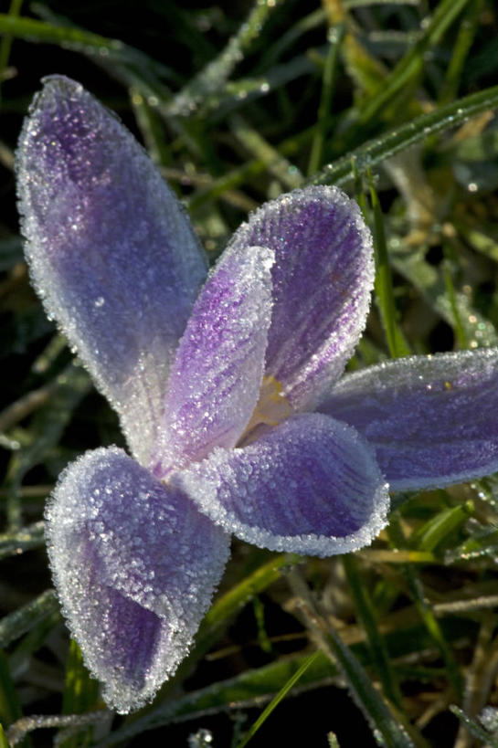 无人,竖图,室外,快乐,植物,英国,欧洲,霜,英格兰,藏红花,草,花,紫色,平原,春天,季节,摄影,保护,环境,番红花,早晨,清新,多塞特郡,西红花,彩图,西南英格兰,郊野公园