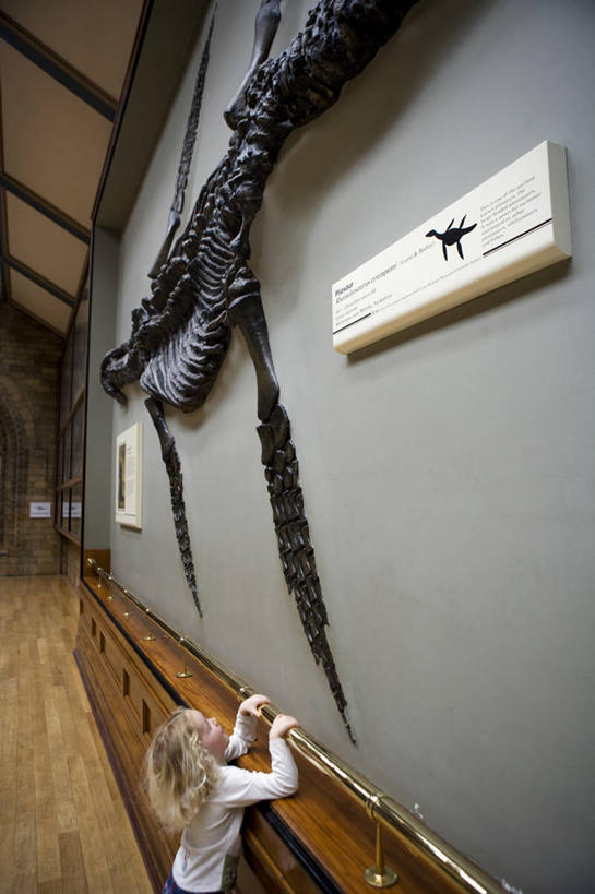 儿童,颅骨,家庭,博物馆,竖图,旅游,英国,欧洲,伦敦,行人,游客,游人,化石,尾巴,人头骨,首都,教育,历史,英格兰,路人,旅客,童年,人体,摄影,恐龙,考古学,知识,西欧,大不列颠,英国自然历史博物馆,大不列颠及北爱尔兰联合王国,大不列颠及爱尔兰联合王国,雾都,过客,肯辛顿.切尔西区,女孩,彩图,大不列颠王国,大英帝国,联合王国,日不落帝国