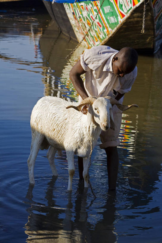 儿童,一个人,竖图,室外,纯洁,河流,水,非洲,马里,尼日尔,仅一个男性,仅一个人,庆祝,反射,小孩,动物,社区,仅一个小孩,可爱,童年,童趣,摄影,宗教,伊斯兰教,公羊,童真,斋月,烂漫,无邪,阿非利加洲,马里共和国,西非,莫普提,莫普提区,天真,男孩,男人,男性,孩子,山羊,清洗,洗涤,彩图,男生