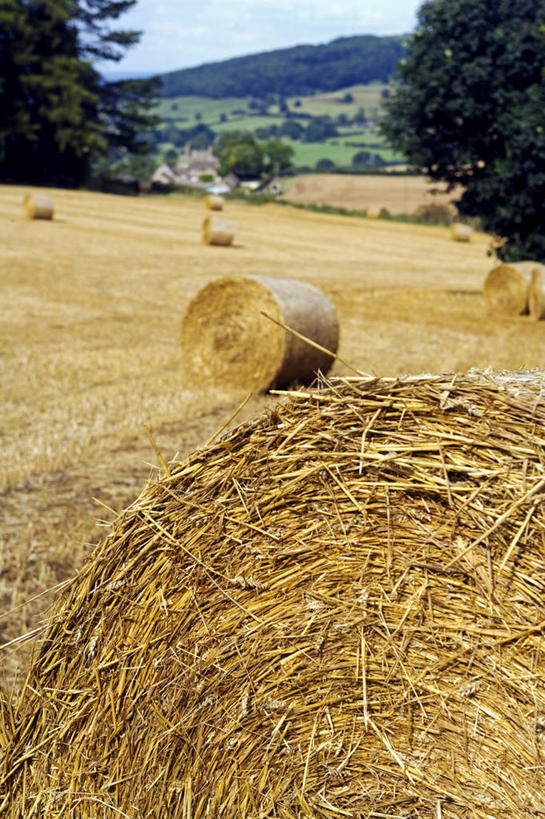 无人,农民,竖图,室外,农业,树林,英国,欧洲,粗糙,光,田地,干草,英格兰,草,草垛,平原,夏天,季节,摄影,收获,毛糙,肌理,苏塞克斯,式样,干草垛,彩图,粗拙
