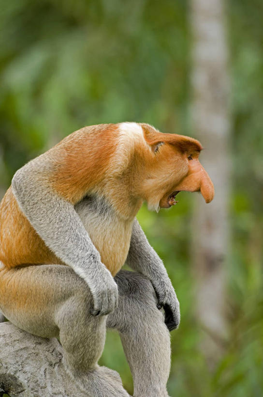 无人,竖图,室外,野生动物,猴子,马来西亚,亚洲,生气,大喊,自然,愤怒,摄影,东南亚,热带雨林,婆罗洲,长鼻猴,加里曼丹岛,婆罗洲岛,马来西亚联邦,沙巴州,彩图,生态多样性,雨林